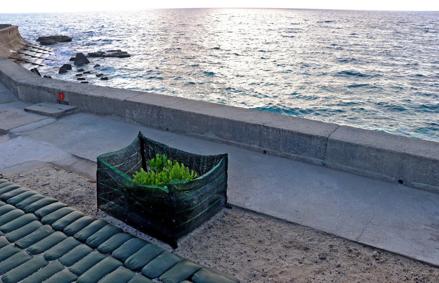 Biển đảo Việt Nam: Bình yên Trường Sa - Ảnh 8.