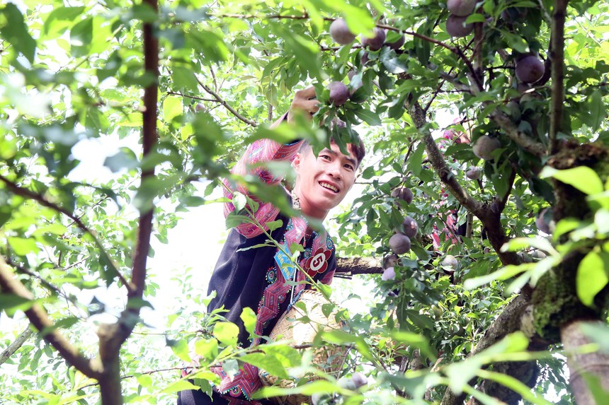 Ngày hội hái quả mận hậu Mộc Châu 2024 - Ảnh 5.