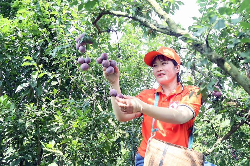 Ngày hội hái quả mận hậu Mộc Châu 2024 - Ảnh 6.