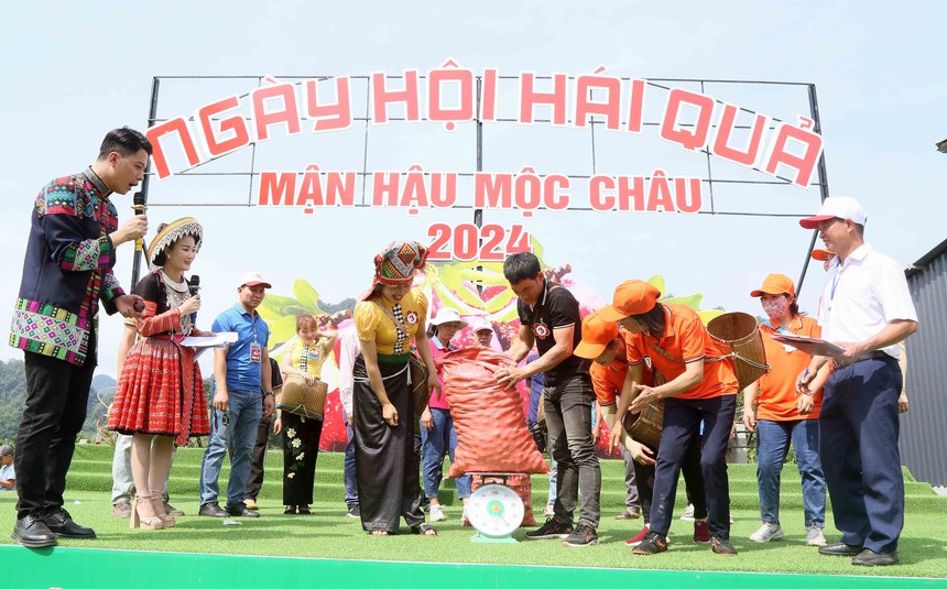 Ngày hội hái quả mận hậu Mộc Châu 2024 - Ảnh 7.