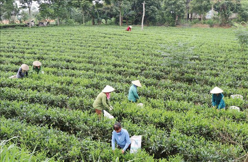 Ngày Chè thế giới (21/5): Những điều thú vị về chè, đồ uống phổ biến thứ hai thế giới sau nước - Ảnh 3.