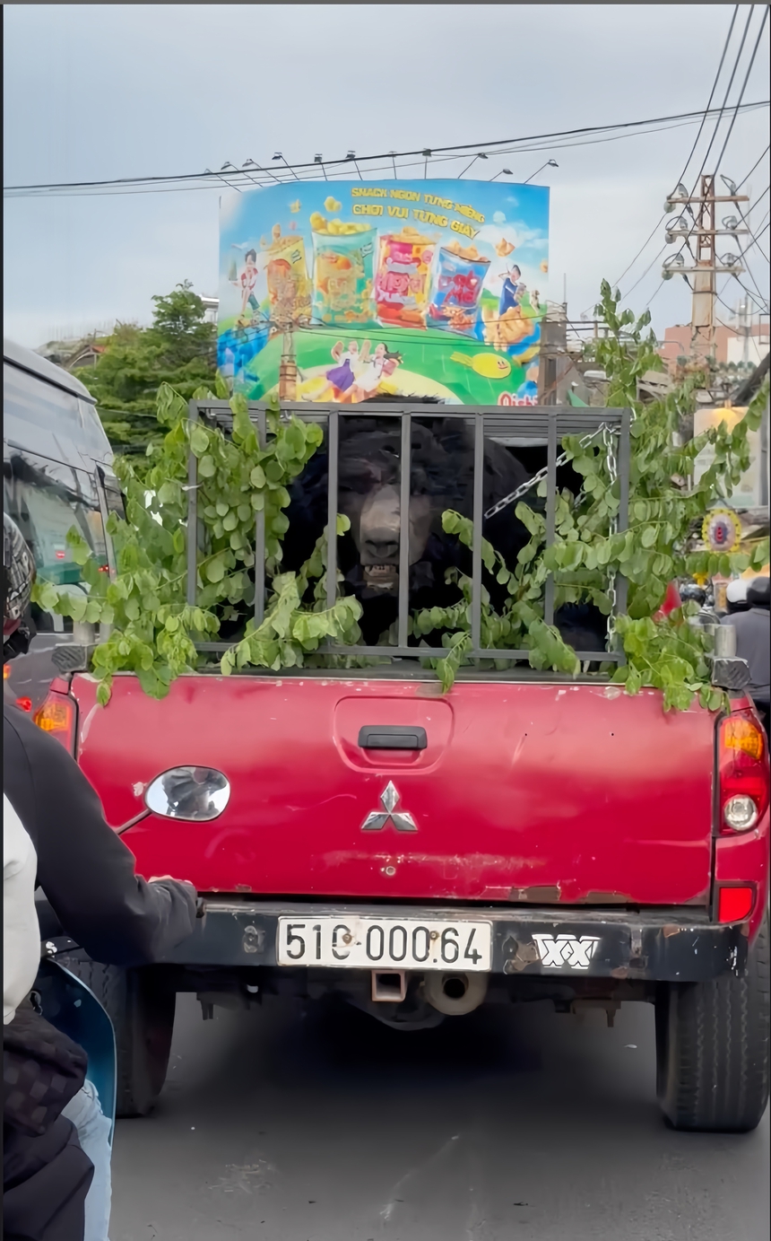 Giật mình khi gấu của 'Móng vuốt' xuất hiện ngay trên đường phố - Ảnh 1.