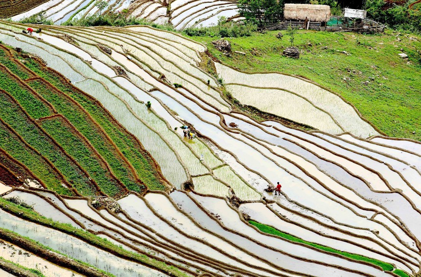 Ruộng bậc thang ở xã Xím Vàng (Sơn La) - Ảnh 4.