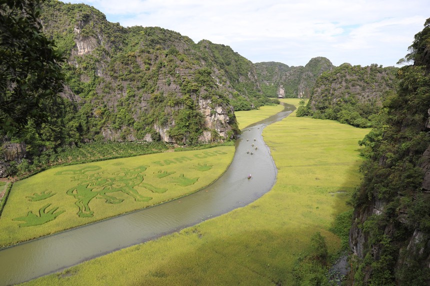 Ngắm trước bức tranh bằng lúa đặc sắc 'Mục đồng thổi sáo' ở Tam Cốc, Ninh Bình - Ảnh 1.