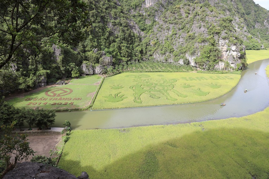 Ngắm trước bức tranh bằng lúa đặc sắc 'Mục đồng thổi sáo' ở Tam Cốc, Ninh Bình - Ảnh 2.
