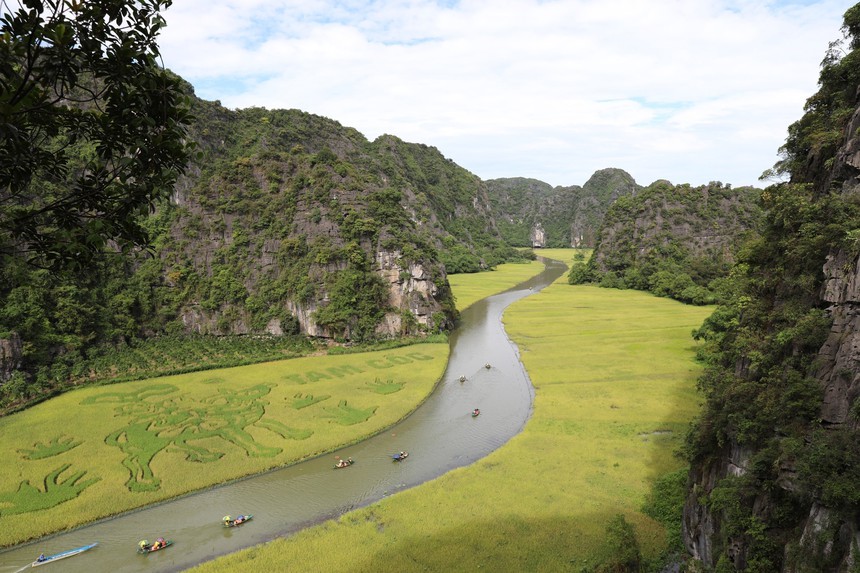 Ngắm trước bức tranh bằng lúa đặc sắc 'Mục đồng thổi sáo' ở Tam Cốc, Ninh Bình - Ảnh 3.