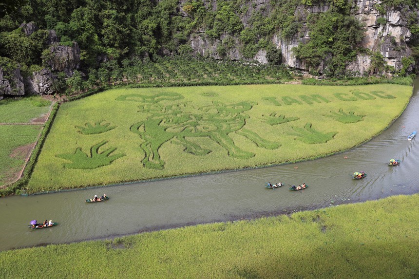 Ngắm trước bức tranh bằng lúa đặc sắc 'Mục đồng thổi sáo' ở Tam Cốc, Ninh Bình - Ảnh 4.