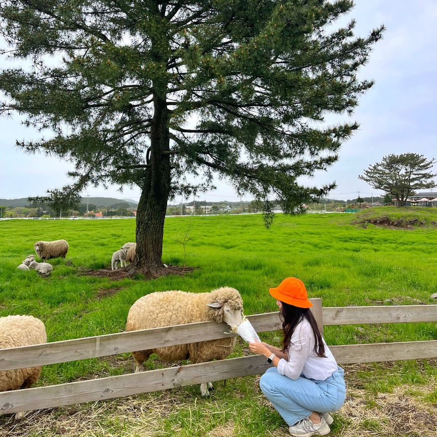 Du khách Trung Quốc và Nhật Bản đổ xô đến Busan và đảo Jeju  - Ảnh 2.