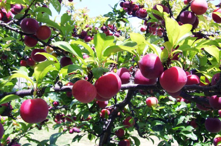 Chữ và nghĩa: Màu mận chín - Ảnh 1.