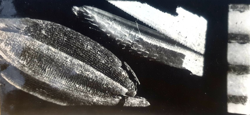 Cái ăn của người Đông Sơn (kỳ 3): Gom nhặt những hạt lúa từ ngàn xưa - Ảnh 3.