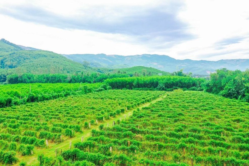 Điều trị tiểu đường bằng thìa canh lành tính không còn nỗi lo biến chứng - Ảnh 1.