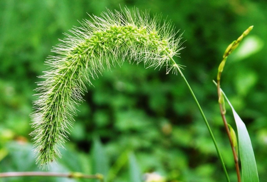 Cái ăn của người Đông Sơn (kỳ 5): "Cơm Đông Sơn" với những hạt khác lúa và những món khác cơm - Ảnh 3. Cái ăn của người Đông Sơn (kỳ 5): "Cơm Đông Sơn" với những hạt khác lúa và những món khác cơm - Ảnh 3.