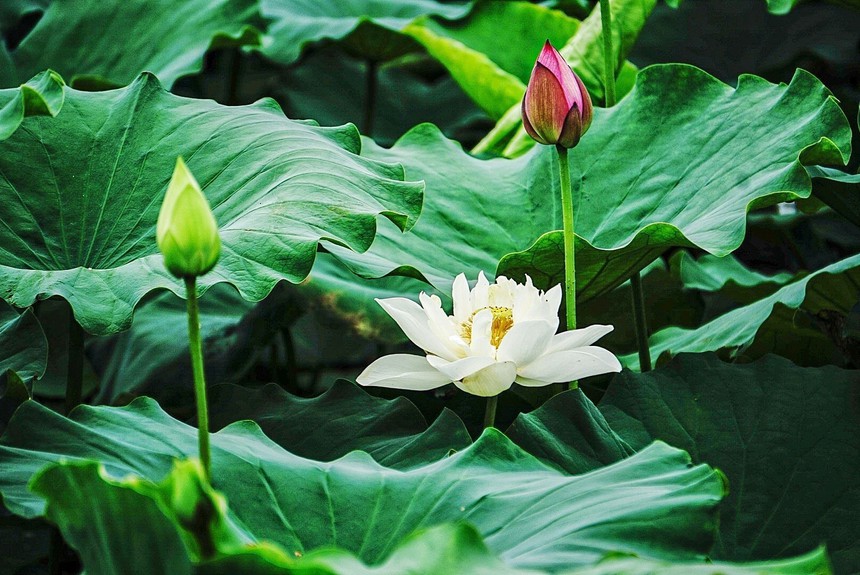 Lần đầu tiên tổ chức Lễ hội Sen Hà Nội 2024 - Ảnh 3.