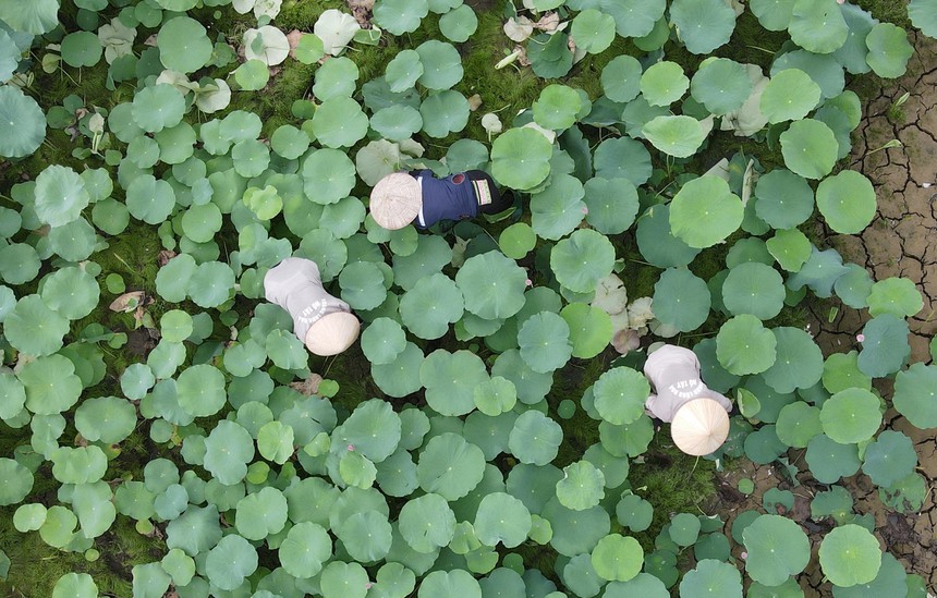 Nâng tầm giá trị sen Hà Nội (kỳ 1): Từ sen bách diệp Tây Hồ… - Ảnh 2.