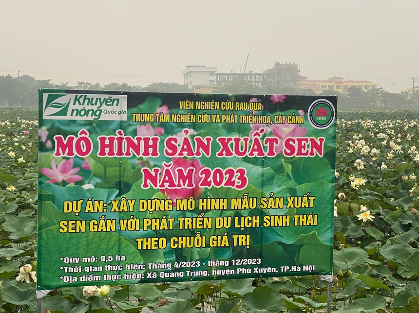 Nâng tầm giá trị sen Hà Nội (kỳ 1): Từ sen bách diệp Tây Hồ… - Ảnh 4.