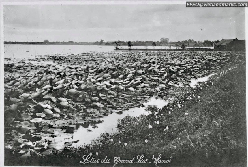 Nâng tầm giá trị sen Hà Nội (kỳ 2): Tinh tế và mong manh như trà sen Tây Hồ - Ảnh 6.