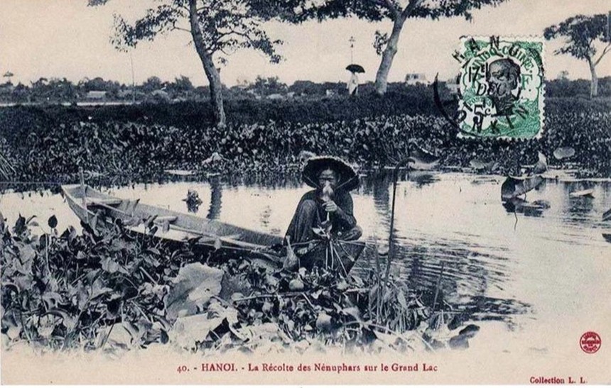 Nâng tầm giá trị sen Hà Nội (kỳ 2): Tinh tế và mong manh như trà sen Tây Hồ - Ảnh 7.