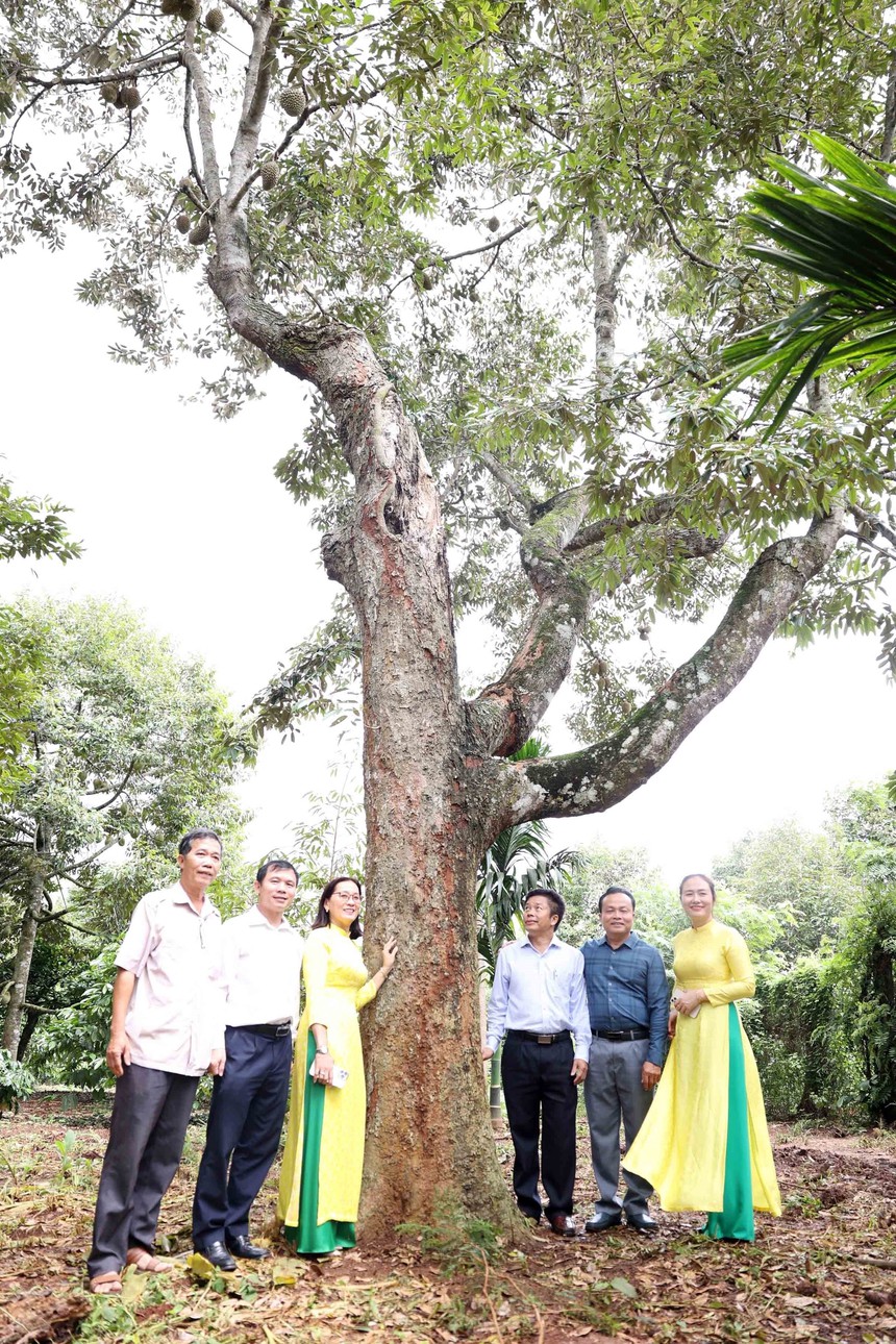 Sắp diễn ra Lễ hội sầu riêng Krông Pắc lần thứ II - Ảnh 2.