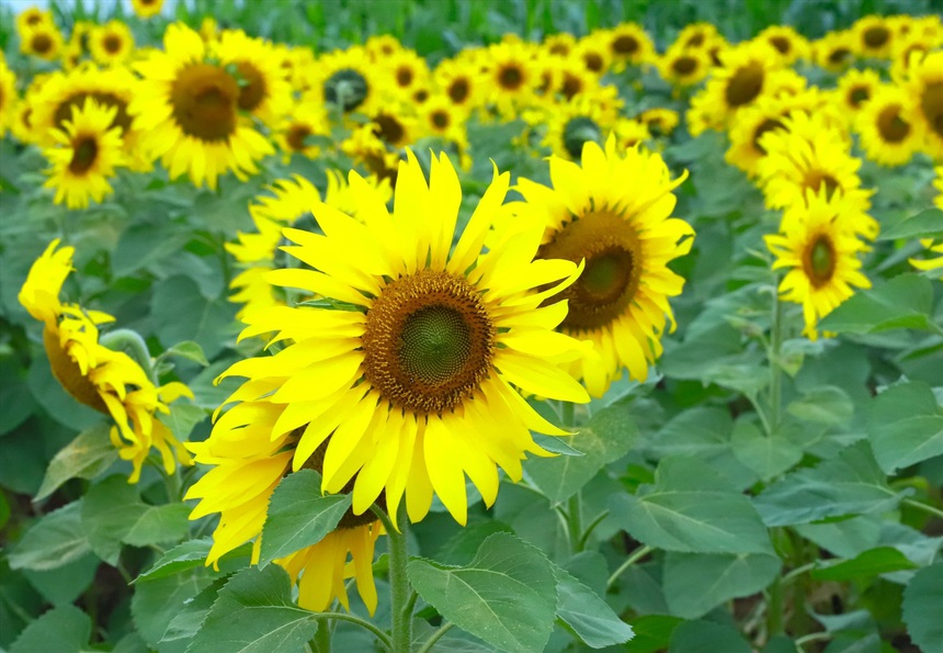 Vén màn bí mật về "điệu vũ hoa hướng dương" - Ảnh 1.