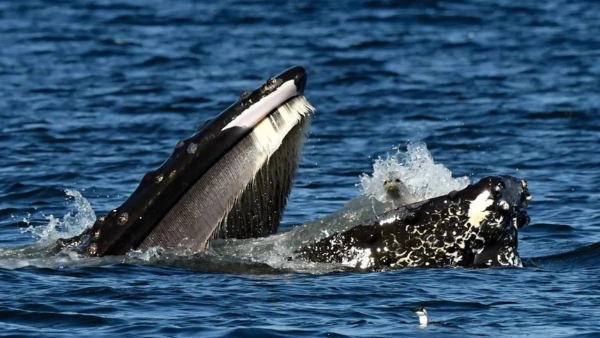 Hải cẩu “lạc lối” trong miệng cá voi lưng gù - Ảnh 1. Hải cẩu “lạc lối” trong miệng cá voi lưng gù - Ảnh 1.