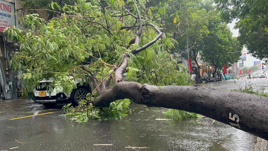 Thành phố Hồ Chí Minh: Một người tử vong do nhánh cây xanh gãy trong mưa lớn - Ảnh 1.