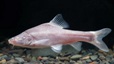 Trung Quốc phát hiện loài cá mù trong sông ngầm