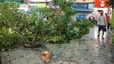 Hình ảnh nhiều cây lớn bị quật đổ trên các tuyến đường phố Hà Nội