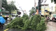 Mưa lớn kèm dông lốc, gió giật khiến nhiều cây xanh gãy đổ ở TP Hồ Chí Minh