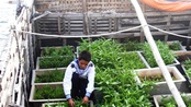 Ký sự Đến với Tết Trường Sa: Nhà giàn rau xanh 'độc nhất vô nhị' ở đảo Đá Đông