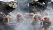 VIDEO: Đến công viên Jigokudani của Nhật Bản ngắm khỉ tuyết tắm suối nước nóng