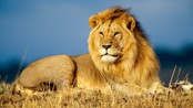 Nhật Bản xác nhận hai con sư tử chết vì mắc Covid-19