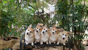 Cuộc thi chó đẹp hàng đầu Việt Nam - Vietnam Dog Show 2022 chuẩn bị khởi tranh