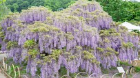 Chiêm ngưỡng vườn hoa tử đằng đẹp nhất Nhật Bản nở rộ