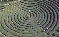 Vẻ đẹp thơ mộng trên những nương chè xanh mướt ở Sơn La