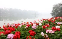 Dự báo thời tiết ngày 15/1: Bắc Bộ sáng sương mù, trưa chiều hửng nắng 