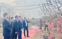 Hoa đào khoe sắc tại Lễ hội “Đào Nhật Tân - sắc xuân Hồng Hà”