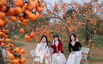 Du lịch Mộc Châu sôi động những ngày đầu năm mới 2026