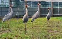 Sếu đầu đỏ thích nghi với môi trường khu bảo tồn của Vườn quốc gia Tràm Chim