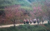 Mùa hoa anh đào xóm Mừng - điểm hẹn du lịch gắn với bảo tồn văn hóa Mường