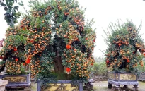 Nông dân Hưng Yên làm giàu từ nghề trồng hoa, cây cảnh