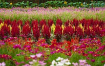 Thảm hoa đa sắc màu với gần 100 giống hoa ở Đồng Tháp