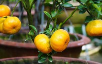 Quýt hồng lên chậu ở Đồng Tháp sẵn sàng phục vụ thị trường Tết 2026