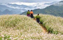 Lũng Cú thu hút du khách với những triền hoa tam giác mạch đang đua nở