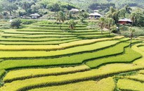Thái Nguyên: Mùa vàng trên Bản Tèn