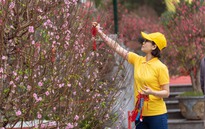 Mở cửa không gian hoa Xuân quy mô lớn tại Vườn hoa Lý Thái Tổ, Hà Nội từ ngày 13/2