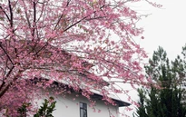 Cao nguyên Mộc Châu mùa Xuân về