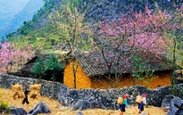 Xuân về trên đá nở hoa