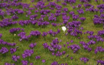 Hoa xuân nở rộ trong khoảnh khắc giao mùa tại London