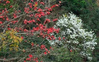 Hoa gạo, hoa ban đua nhau khoe sắc trên đèo Pha Đin