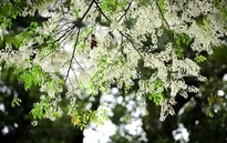 Hà Nội tháng Ba: Nhịp sống chậm giữa những sắc hoa giao mùa